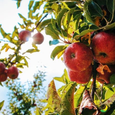 Mele: curiosità, valori nutrizionali e proprietà!